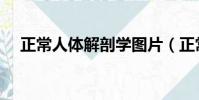 正常人體解剖學圖片(正常人體解剖學)