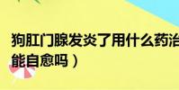 狗肛門腺發炎了用什么藥治療(狗肛門腺發炎能自愈嗎)