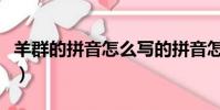 羊群的拼音怎么寫的拼音怎么讀(羊群的拼音)