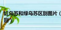 紅烏蘇和綠烏蘇區別圖片(紅烏蘇和綠烏蘇區別)
