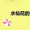 水仙花的傳說名字（水仙花的傳說）