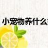 小寵物養什么好干凈好養（小寵物養什么好）