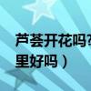 蘆薈開花嗎?開花象征著什么（蘆薈開花對家里好嗎）