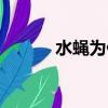 水蠅為什么能浮在水上（水蠅）
