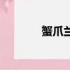 蟹爪蘭夏天怎么養（蟹爪蓮）