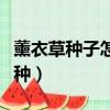 薰衣草種子怎么種容易發芽（薰衣草種子怎么種）
