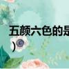 五顏六色的是什么生肖（五顏六色指什么動物）