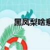 黑鳳梨啥意思啊（黑鳳梨是什么水果）