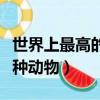 世界上最高的三種動物是誰（世界上最高的三種動物）
