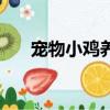 寵物小雞養成雞死了（寵物小雞養成）