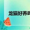 龍貓好養嗎會不會咬人（龍貓好養嗎）