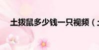 土撥鼠多少錢一只視頻(土撥鼠多少錢)