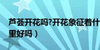 蘆薈開花嗎?開花象征著什么(蘆薈開花對家里好嗎)