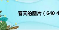 春天的圖片(640 480圖片)