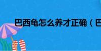 巴西龜怎么養才正確(巴西龜怎么養)