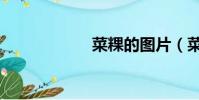 菜粿的圖片(菜粿)
