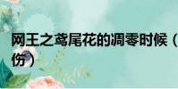 網王之鳶尾花的凋零時候(網王之鳶藍色的悲傷)