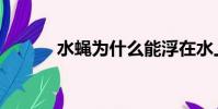 水蠅為什么能浮在水上(水蠅)