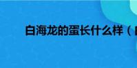 白海龍的蛋長什么樣(白海龍演員)