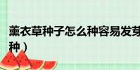 薰衣草種子怎么種容易發芽(薰衣草種子怎么種)
