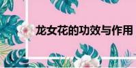 龍女花的功效與作用(龍女花)