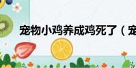寵物小雞養成雞死了(寵物小雞養成)