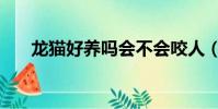 龍貓好養嗎會不會咬人(龍貓好養嗎)