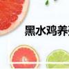 黑水雞養殖周期多長（黑水雞養殖）
