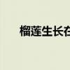 榴蓮生長在什么地方（榴蓮長在哪里）