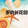 多肉長花劍要剪嗎（多肉花劍怎么處理）