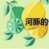 河豚的做法大全（河豚的做法）