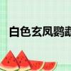 白色玄鳳鸚鵡是不是最聰明（白玄鳳鸚鵡）