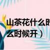 山茶花什么時候開花什么時候凋謝（山茶花什么時候開）