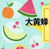 大黃蜂昆蟲簡介（大黃蜂昆蟲）