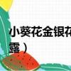 小葵花金銀花露的功效與作用（小葵花金銀花露）