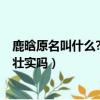 鹿晗原名叫什么?鹿晗原名劉壯實是真的嗎?（鹿晗原名叫劉壯實嗎）