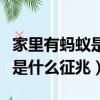 家里有螞蟻是什么征兆怎么破解（家里有螞蟻是什么征兆）