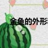 金魚的外形和生活特點（魚的生活習性）