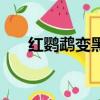 紅鸚鵡變黑是怎么回事（紅鸚鵡變黑）