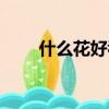 什么花好看寓意又好（什么花好看）