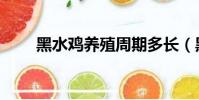 黑水雞養殖周期多長(黑水雞養殖)