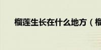 榴蓮生長在什么地方(榴蓮長在哪里)