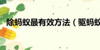 除螞蟻最有效方法(驅螞蟻最有效的方法)