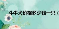 斗牛犬價格多少錢一只(斗牛犬價格)