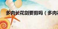 多肉長花劍要剪嗎(多肉花劍怎么處理)