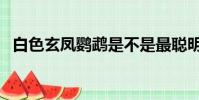 白色玄鳳鸚鵡是不是最聰明(白玄鳳鸚鵡)