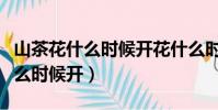 山茶花什么時候開花什么時候凋謝(山茶花什么時候開)