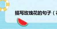 描寫玫瑰花的句子(花的句子)