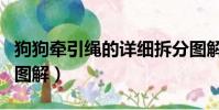狗狗牽引繩的詳細拆分圖解(狗狗牽引繩使用圖解)