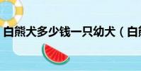白熊犬多少錢一只幼犬(白熊犬多少錢一只)